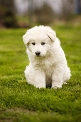 Wall Mural - Pretty eight weeks old Swiss white shepherd puppy on lawn