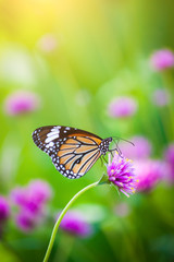 Wall Mural - Butterflies in the garden flowers.