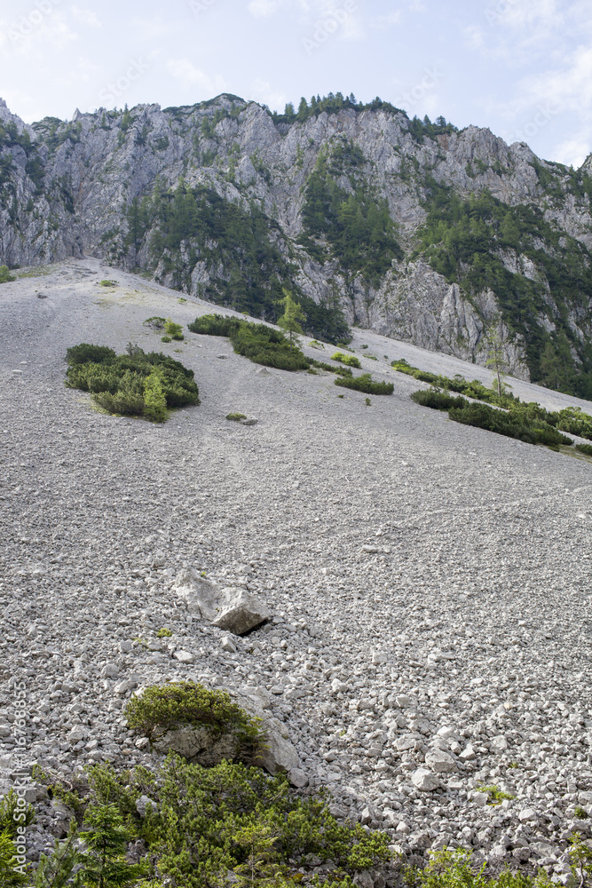 Scree is a slope of loose rock debris at the base of a steep incline or ...