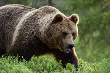 Wall Mural - a close shot of a large male brown bear in the finnish taiga