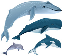 Set Marine Mammals. Blue Whale, Sperm Whale, Dolphin, Orca