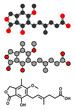 Mycophenolate (mycophenolic acid) immunosuppressive drug molecule