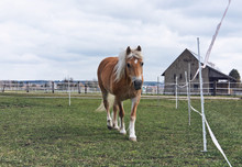 Pretty Young Chestnut Horse On A Stud Farm