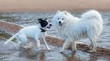 Group of dogs of different breeds playing on the seashore.