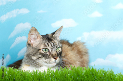 Gray Black Brown And White Long Haired Tabby Cat Laying In Tall