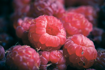 Wall Mural - Lots of fresh bright red raspberries. Selective focus. Shallow d