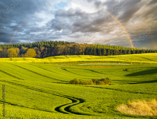 panorama wiosennego pola