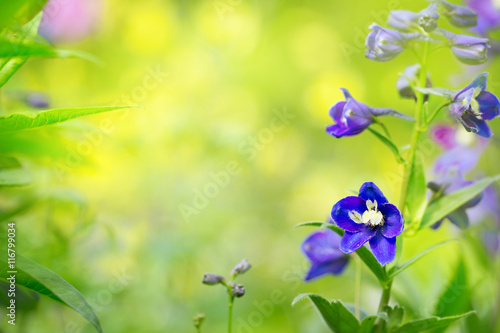 Blumen im Garten  -  Hintergrund