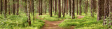 Fototapeta Las - pine forest panorama in summer. Pathway in the park
