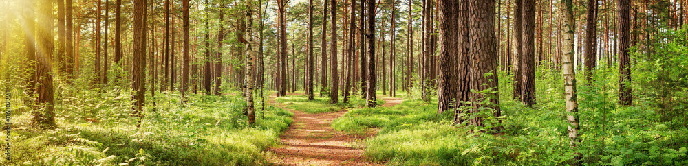 pine forest panorama in summer. Pathway in the park - obrazy, fototapety, plakaty 