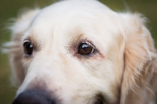 Closeup Portrait Of Golden Retriever Dog, Focus On The Eye