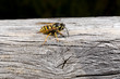 Wespe benagt Holz (Kopf rechts)