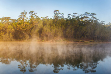 Wall Mural - beautiful morning view reflection of pine forest in lake and fog
