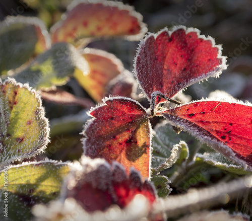 Autumn branches with hoar frost and cobwebs in the rays of the r