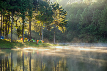 Wall Mural - beautiful landscape morning sunrise over stream and pine tree in