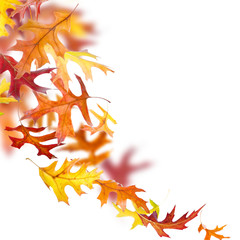 Wall Mural - falling autumn oak leaves isolated on white background