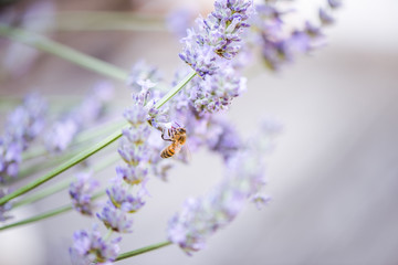 Sticker - Bee on lavender taking nectar and pollen