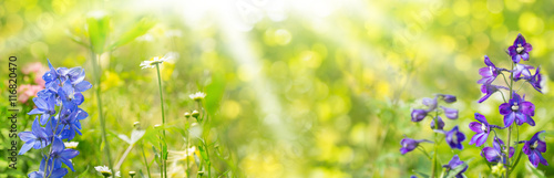 Blumen in der Sonne  -  Panorama, Banner