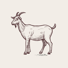 Illustration Farm Animals - Goat