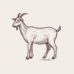 Illustration farm animals - goat