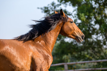 Wall Mural - Bay lusitano horse in action