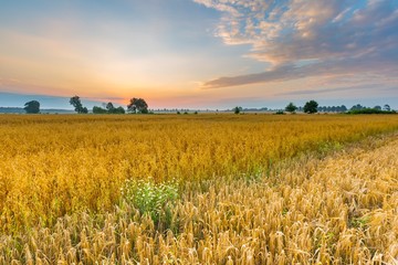 Wall Mural - Misty morning landscape with cereal field under beautiful sky.
