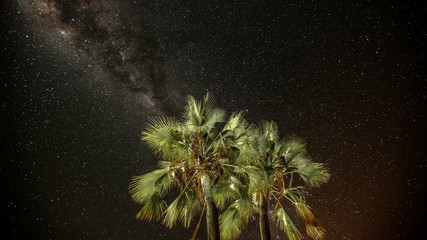 Wall Mural - Time lapse of the stars and Milky Way moving behind some palm trees. Shot in Namibia.