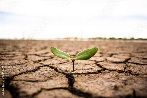Fotomural Living with tree drought, Reborn tree, crack ground.