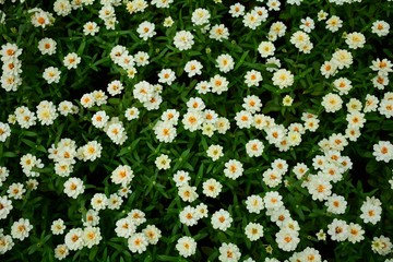 Sticker - white flower in garden