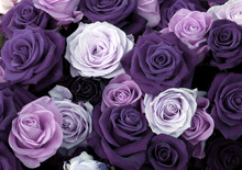 Different Colors Of Roses 