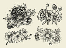 Flowers. Hand Drawn Sketch Flower, Poppy, Chrysanthemum, Dahlia. Vector Illustration