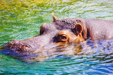 A Hippopotamus Submerged In Water.