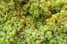 Bunches Of Small Green Grapes Detail