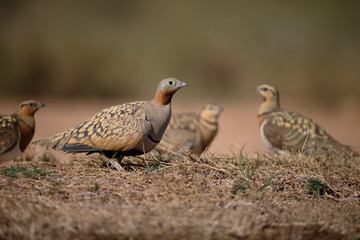 Canvas Print - Black-bellied sandgrouse, Pterocles orientalis