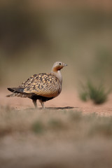 Sticker - Black-bellied sandgrouse, Pterocles orientalis