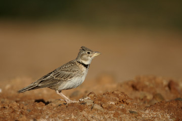 Wall Mural - Calandra lark, Melanocorypha calandra