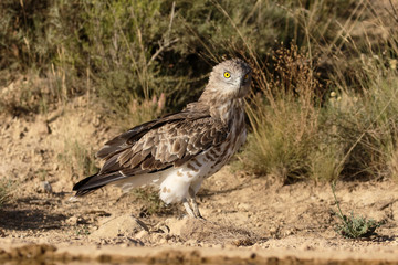 Poster - Short-toed eagle, Circaetus gallicus