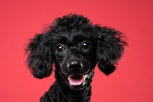 Black Poodle Portrait In Red Background