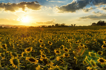 Wall Mural - field of blooming sunflowers on a background sunset