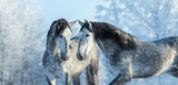 Fototapeta Konie - Portrait of two spanish grey stallions in winter forest