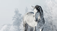 Portrait Of Spanish Thoroughbred Grey Horse In Winter Forest.