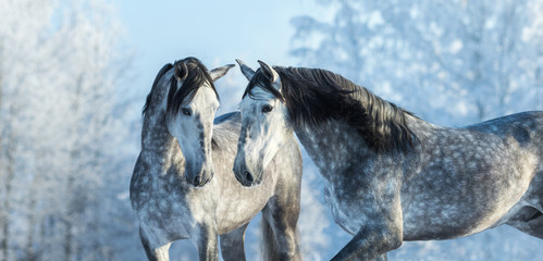 Wall Mural - Portrait of two spanish grey stallions in winter forest