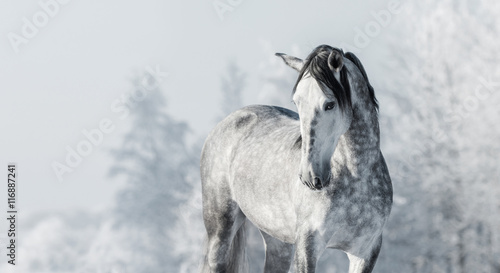 Fotografía Portrait of Spanish thoroughbred grey horse in winter forest.