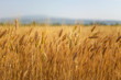 Altın renkli buğday tarlası