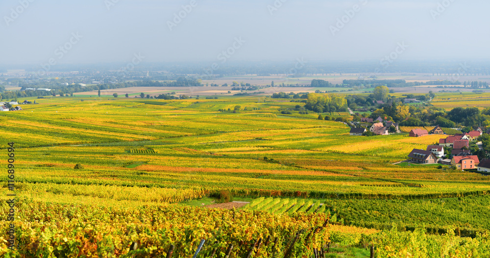Przemysł winiarski w Alzacji - widok na pola uprawne pełne winorośli. - obrazy, fototapety, plakaty 