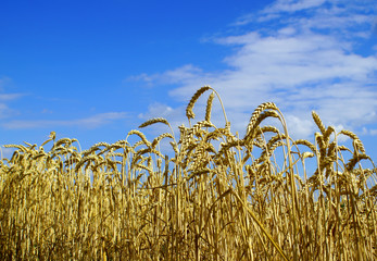 Ears of ripe wheat on a background of blue sky