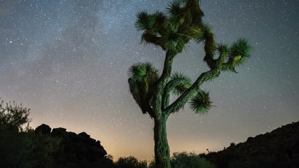 Wall Mural - Time-lapse of the night sky with a Joshua Tree in the foreground.