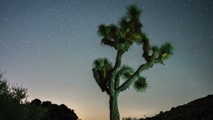Wall Mural - Time-lapse of the night sky with a Joshua Tree in the foreground.
