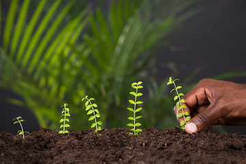 Person's Hand Planting Plant