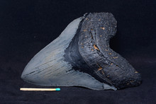 Fossilised Shark Tooth